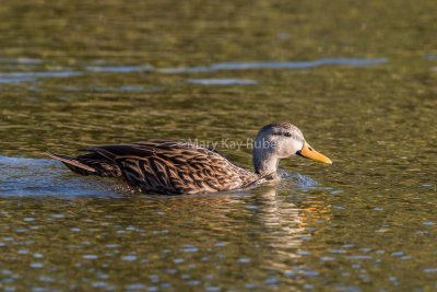 Mottled Duck male possible hybrid _MK25037.jpg