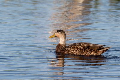 Mottled Duck-Mallard hybrid male _2MK0299.jpg