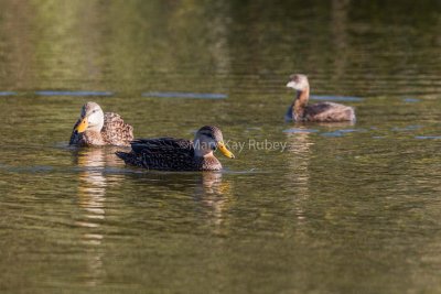 Mottled Duck-Mallard hybrids _MK25023.jpg