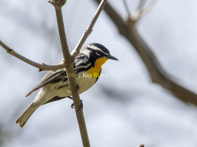 Yellow-throated Warbler _MG_7705.jpg