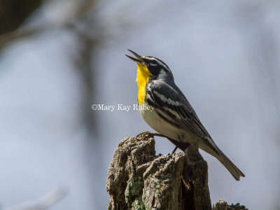 Yellow-throated Warbler _MG_7715.jpg