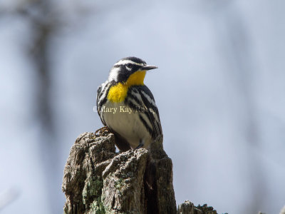 Yellow-throated Warbler _MG_7729.jpg