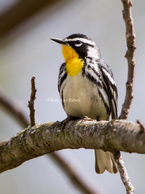 Yellow-throated Warbler _MG_7744.jpg