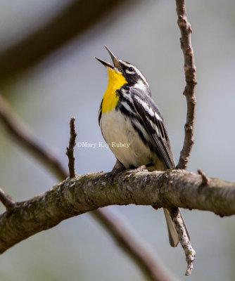 Yellow-throated Warbler _MG_7766.jpg