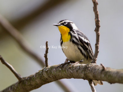 Yellow-throated Warbler _MG_7787.jpg