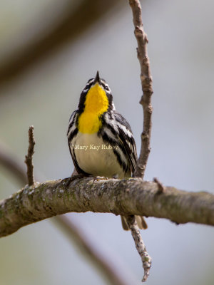 Yellow-throated Warbler _MG_7791.jpg