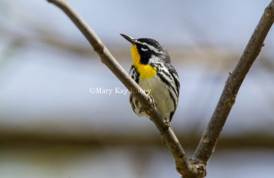 Yellow-throated Warbler _MG_7796.jpg