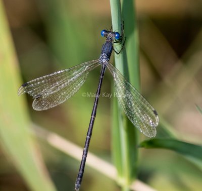 Slender Spreadwing female #2015-010 _2MK3144.jpg