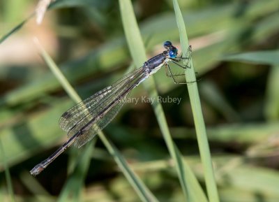 $ Slender Spreadwing female #2015-010 _2MK3278.jpg