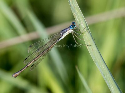 Slender Spreadwing female #2015-010 _2MK3228.jpg