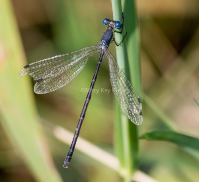 Slender Spreadwing female #2015-010 _2MK3168.jpg