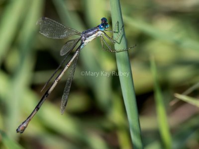 Slender Spreadwing female #2015-010 _2MK3315.jpg