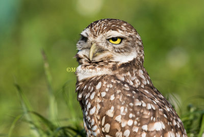 Burrowing Owl _2MK3686.jpg