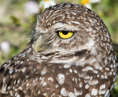 Burrowing Owl _2MK3841.jpg