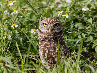 Burrowing Owl _2MK2560.jpg
