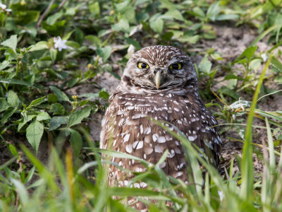 Burrowing Owl _2MK2599.jpg