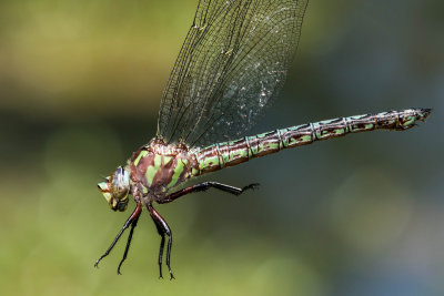 Cyrano Darner female #2016-001 _MKR1457.jpg