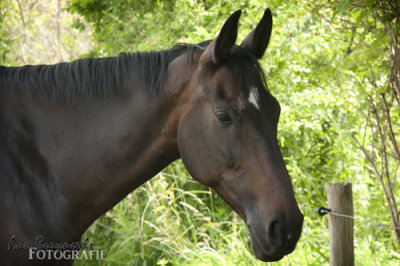 DSC_2687em.jpg