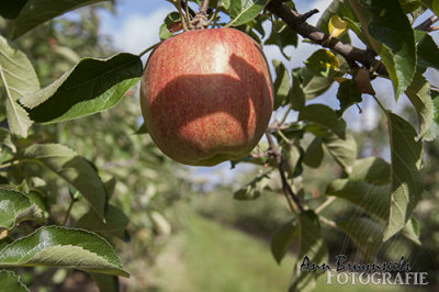IMG_4681lr.jpg