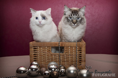 DSC_6175lr.jpg