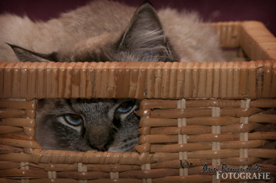 DSC_6186lr.jpg