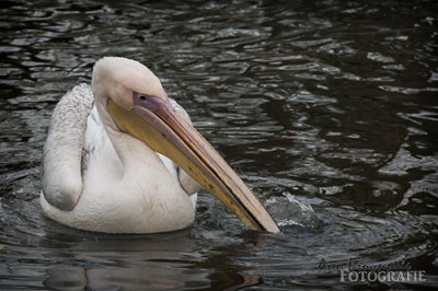 DSC_7073lr.jpg