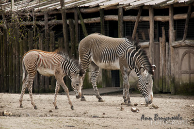 DSC_7075lr.jpg