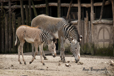 DSC_7076lr.jpg