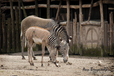 DSC_7077lr.jpg