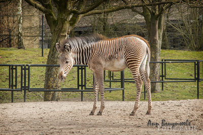 DSC_7087lr.jpg