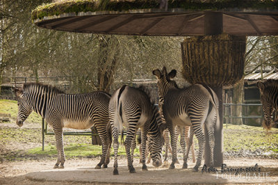 DSC_7089lr.jpg