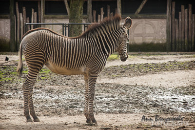 DSC_7093lr.jpg
