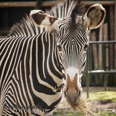 DSC_7104-2lr.jpg