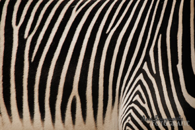 DSC_7104-3lr.jpg