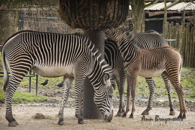 DSC_7124lr.jpg