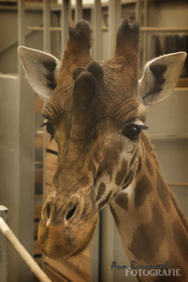 DSC_7209lr.jpg