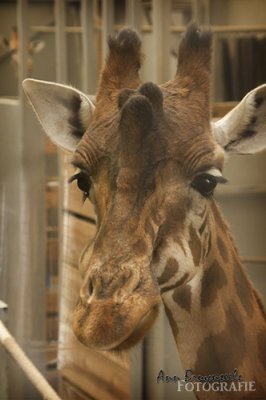 DSC_7211lr.jpg