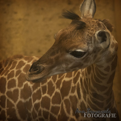DSC_7260lr.jpg