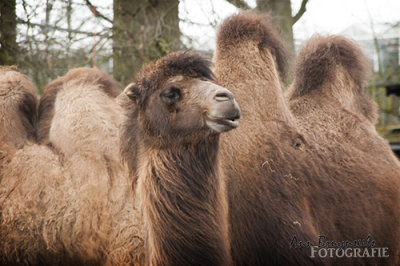 DSC_7406lr.jpg