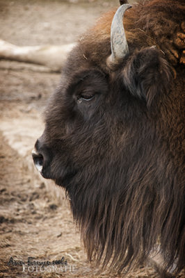 DSC_7599lr.jpg