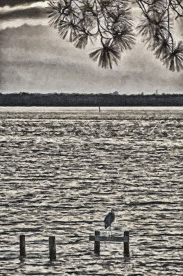 Lone Heron