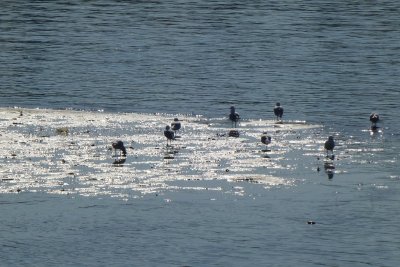 Chiswick - Gulls enjoying the Sun