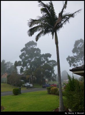 Fog and a palm tree - June winter morning in Minto