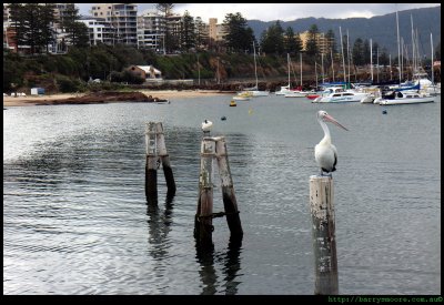 Pelican on Patrol at the Harbour