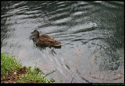 Duck - Blue Lake at Jenolan Caves