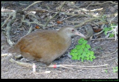 Lord Howe Island wood hen
