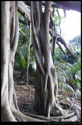 Banyan Tree - amazing above ground root system