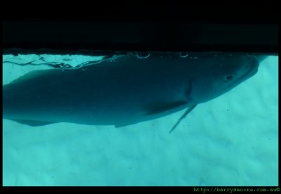 LHI - coral viewing in glass bottom boat