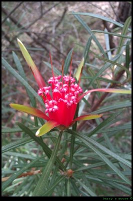 Mountain Devil flower Bargo River track