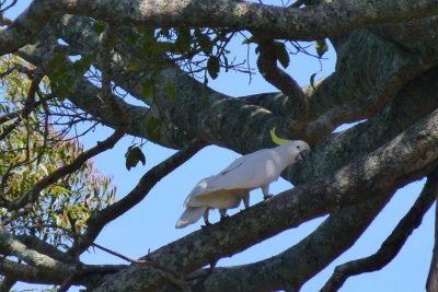 White cockatoo at Warumbul picnic  area Royal National Park